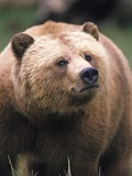 Grizzly Bear (Ursus Arctos), Glendale Cove, Knight Inlet, British Columbia, Canada.