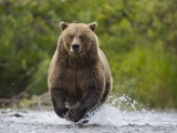 Brown bear running to catch salmon in a river
