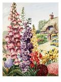 European garden with foxglove, stock, wallflower, and scabiosa