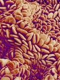 Buy Small intestine of a rabbit at AllPosters.com