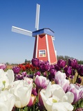 Windmill at Wooden Shoe Tulip Farm, Willamette Valley, Woodburn, Oregon, USA