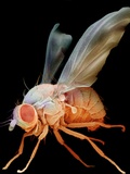 Buy Fruit Fly at AllPosters.com