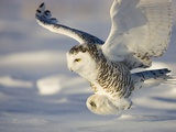Snowy Owl in Flight Hunting