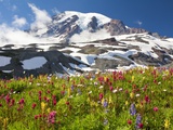 Buy Field of wildflowers and Mount Rainier at AllPosters.com
