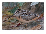 A Painting of an American Woodcock, Scolopax Minor