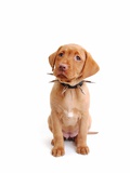 Fox red labrador puppy wearing large spiked collar