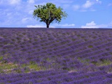 Buy Lavender Field, France, Plateau De Valensole, Provence-Alpes-Cote d'Azur at AllPosters.com