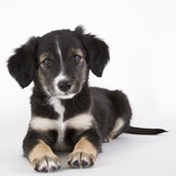 Australian shepherd puppy