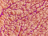 Buy Surface of a valve of a rat heart at AllPosters.com