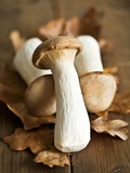 Buy Fresh king oyster mushrooms on autumn leaves at AllPosters.com