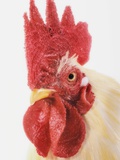 Buy Rooster at AllPosters.com