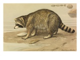 Buy A Painting of a Raccoon Standing on the Shoreline with an Empty Shell at AllPosters.com
