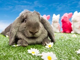 Rabbit at easter