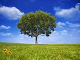Tree Against Blue Sky
