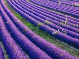 Buy Lavender field in bloom at AllPosters.com