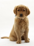 Golden Retriever Puppy