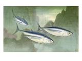 Albacore are the smallest of the tuna fish
