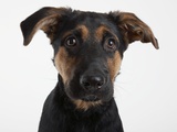 Dog Looking at Camera