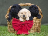 Black and yellow labrador retriever puppies in basket with red bow