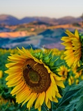 Sunflower, Camerino