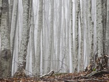 Buy Italy, Tuscany, misty forest at AllPosters.com
