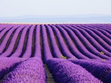 Lavender field in bloom