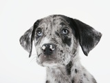Puppy Looking Up Photographic Print