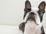Dog, close-up
