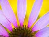 Buy Flower close up at AllPosters.com