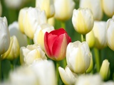 Red tulip in a field of white tulips