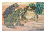 A view of three Colorado River toads.