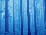 Grove of Japanese cedars, toned image, Gunma prefecture, Japan
