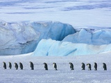 Buy Emperor penguin group with iceberg at AllPosters.com