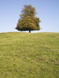 Buy Tree in autumn at AllPosters.com