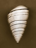 Candy Cane Shell