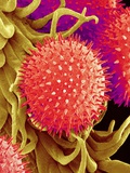 Buy Pollen on Pistil of Mallow at AllPosters.com
