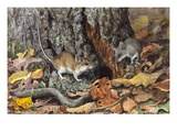 Buy An adult white-footed mouse walks around a tree with a young mouse at AllPosters.com