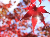 Sun Shining Through Maple Leaf