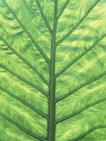 Buy Yellow Skunk Cabbage (Lysichitum Americanum) Leaf Pattern, British Columbia, Canada. at AllPosters.com