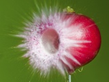 Buy Radish Impact at AllPosters.com