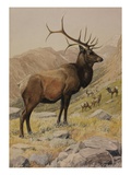 Buy A Painting of an American Elk, also known as a Wapiti, and its Herd at AllPosters.com