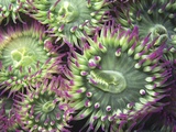 Pink-tipped Surf Anemones, Dodd Narrows, Southern Gulf Islands, Vancouver Island, British Columbia, Photographic Print