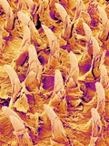 Buy Tongue filiform papillae of a rabbit magnified x300 at AllPosters.com