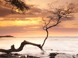 Buy Tree on Anaehoomalu Beach at AllPosters.com