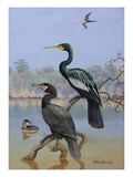 A painting of a water turkey, Mexican cormorant and a Mexican grebe