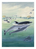 A Spinner Dolphin Calf Swims Close to its Mother
