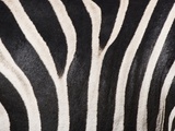 Close up of zebra fur