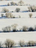 Buy Snowy Landscape at AllPosters.com