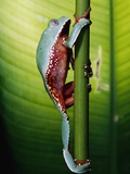 Buy Two-colored Tree Frog Climbing Stem at AllPosters.com