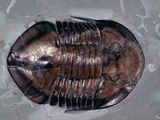 Buy Ordovician Isotelus Gigas Trilobite Fossil at AllPosters.com